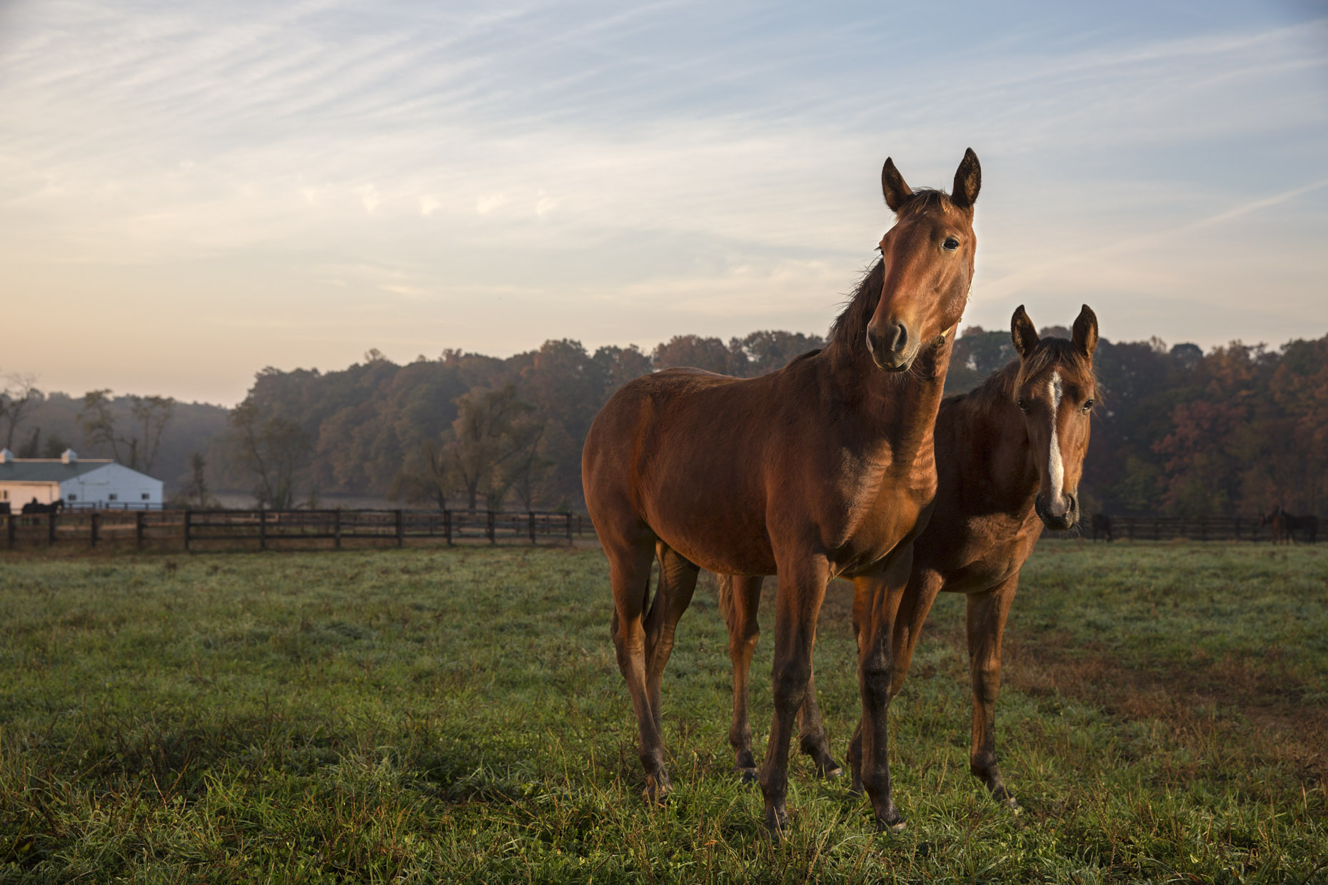 007_Hirez_USA_Equine_F6A0628