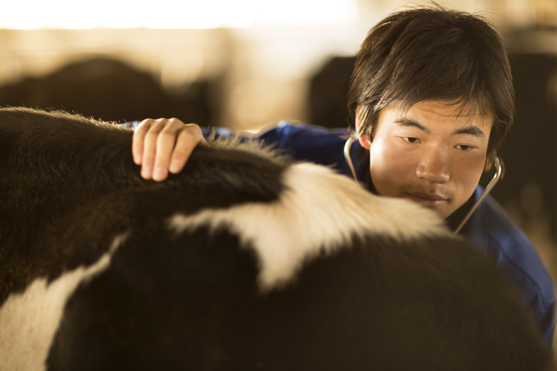 015_Hirez_China_Dairy_F6A6257
