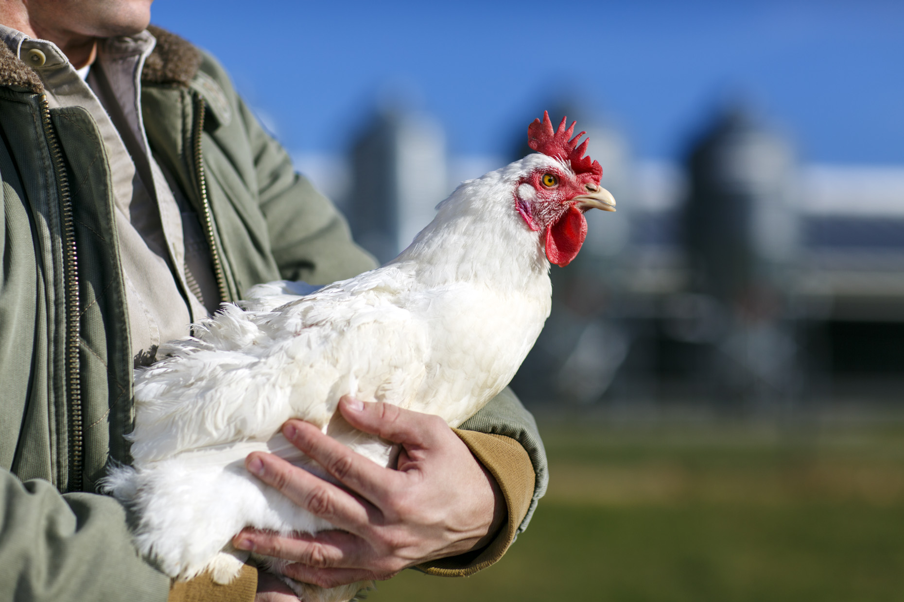 025_Hirez_USA_Poultry_81A9006