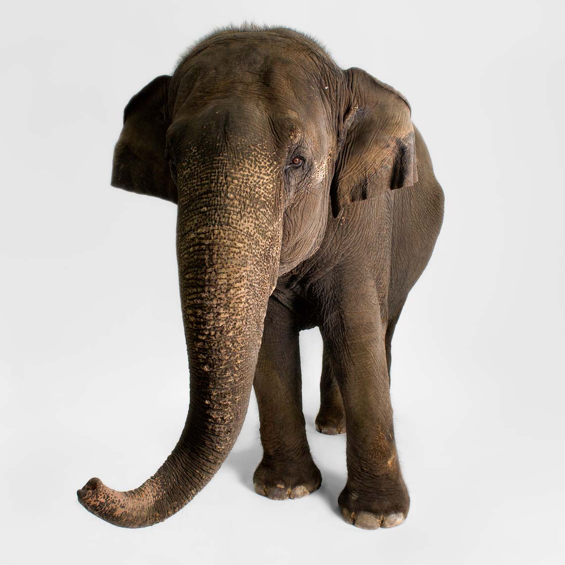 1-New-Elephant_8.jpg