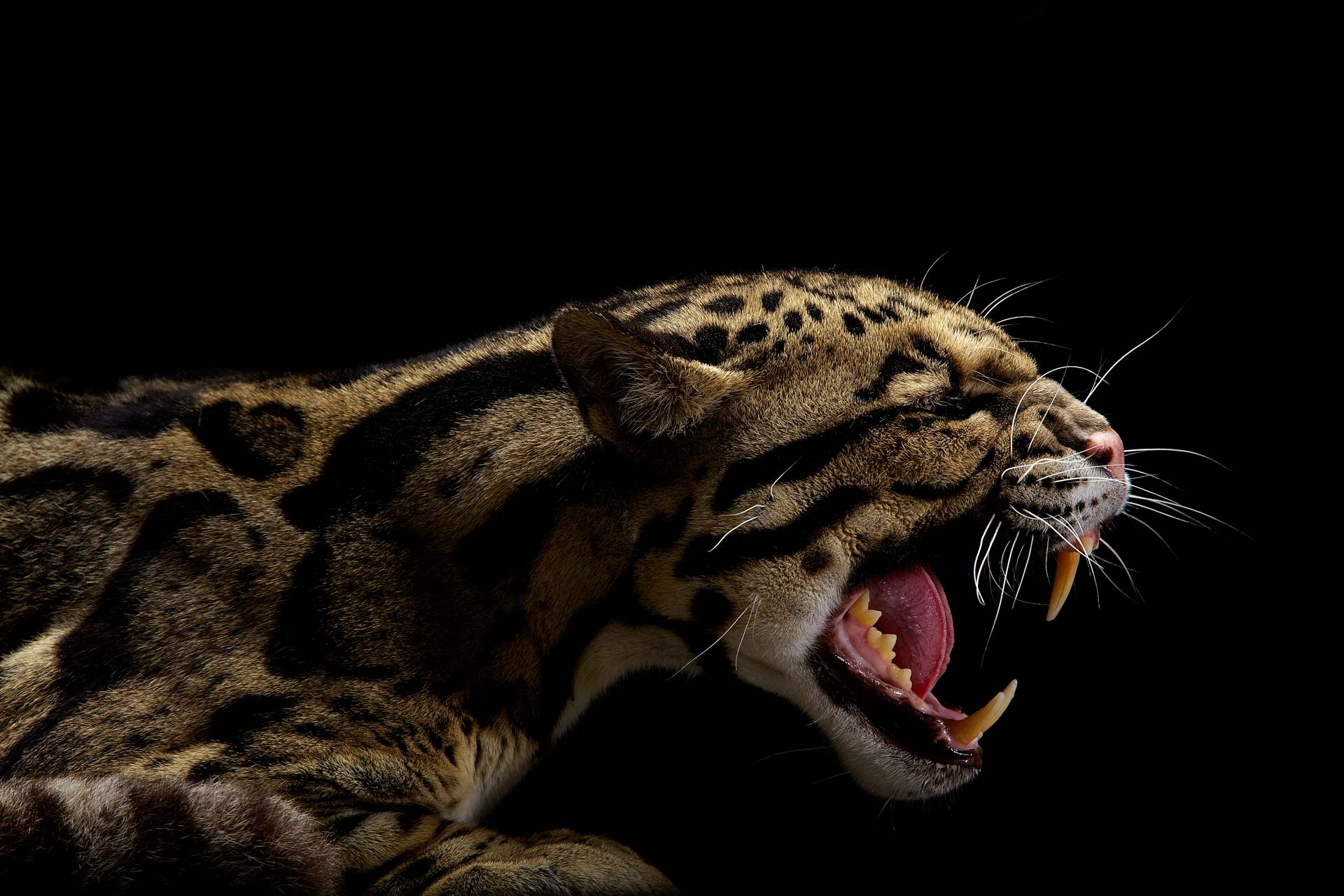 10-Musi_Angry-Leopard.jpg