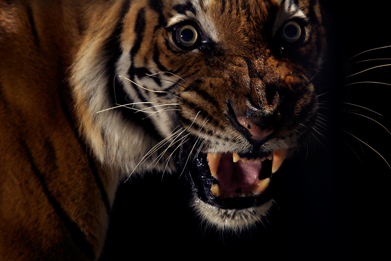 12-Musi_angry-tiger.jpg