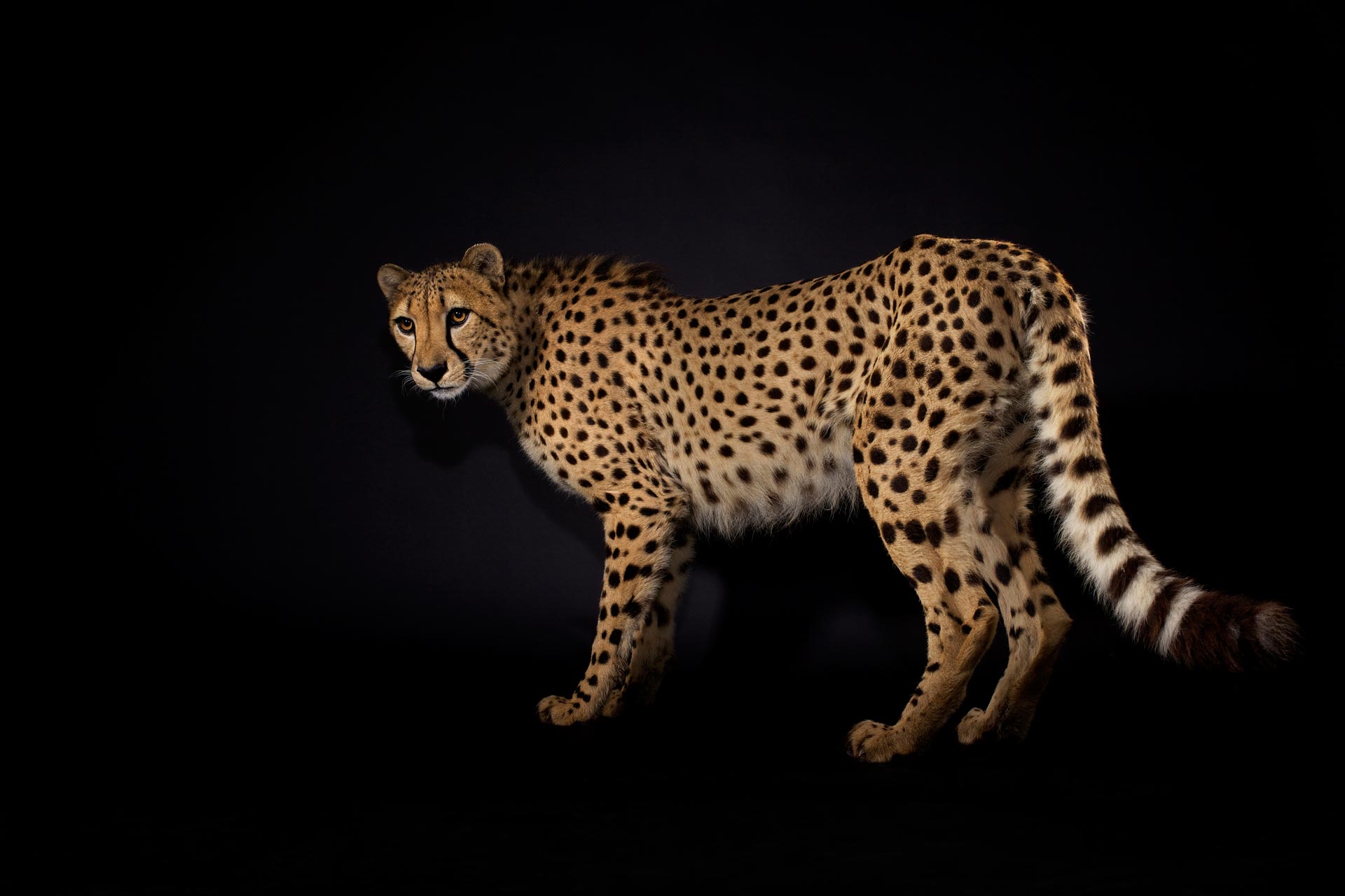 14-Musi_Full-Cheetah.jpg