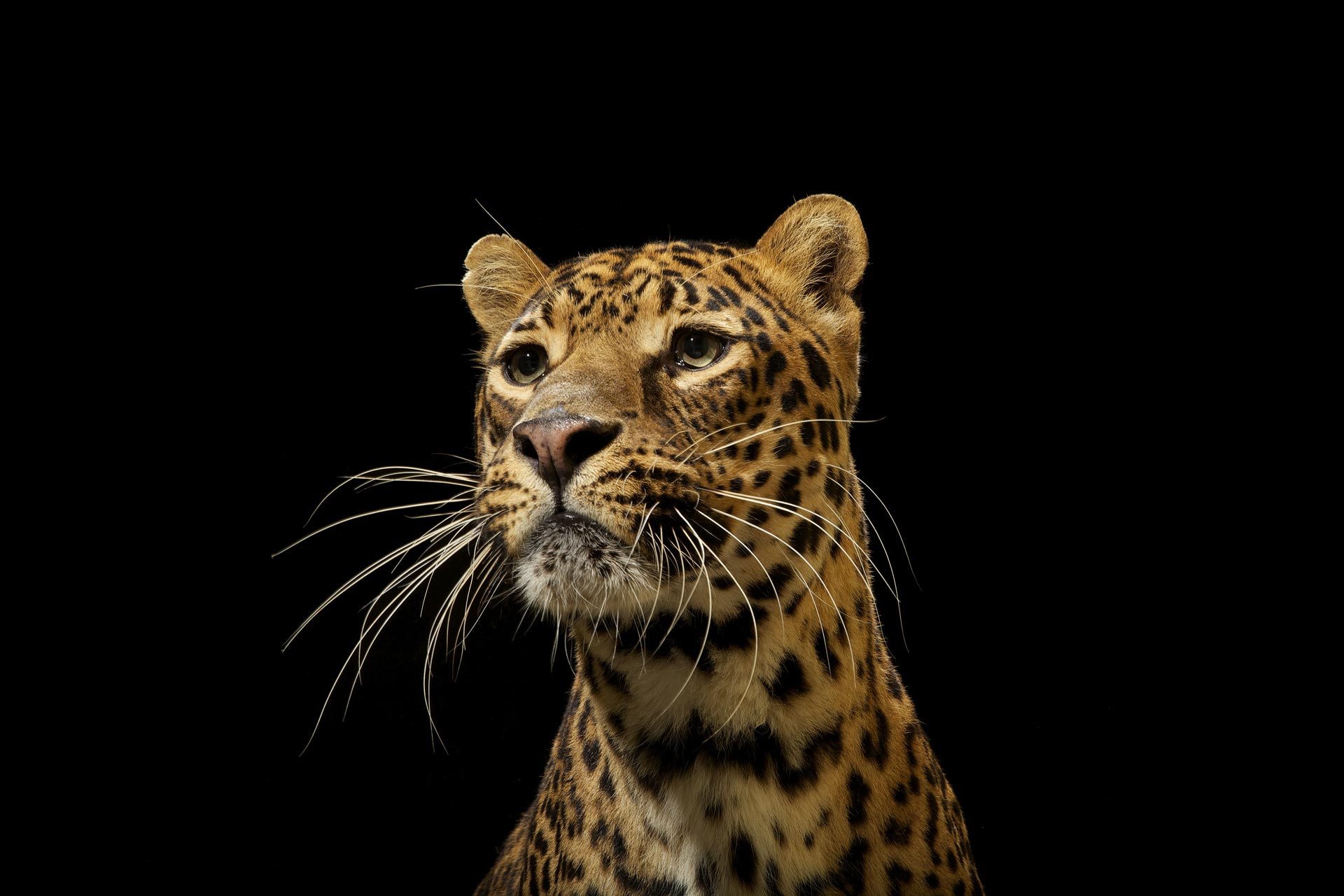 17-Musi_Leopard.jpg