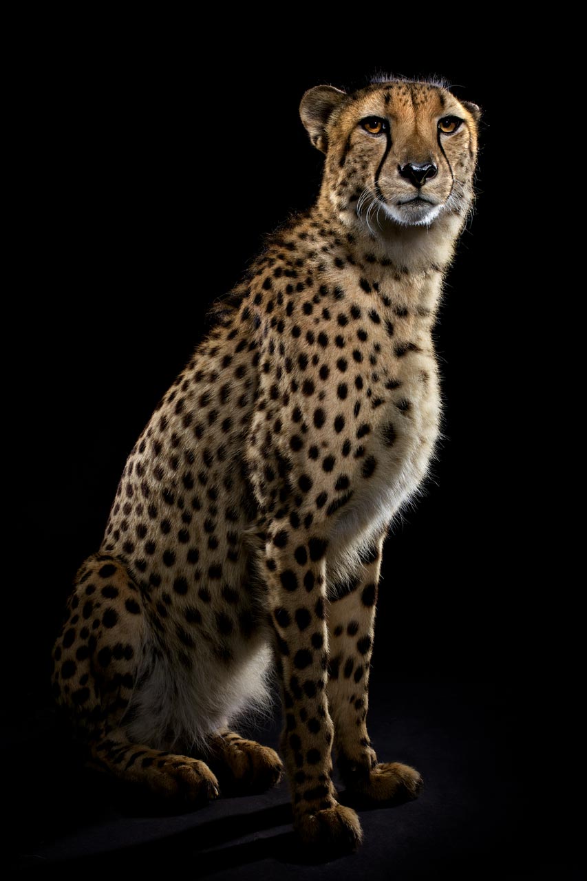 2-Musi_Cheetah.jpg