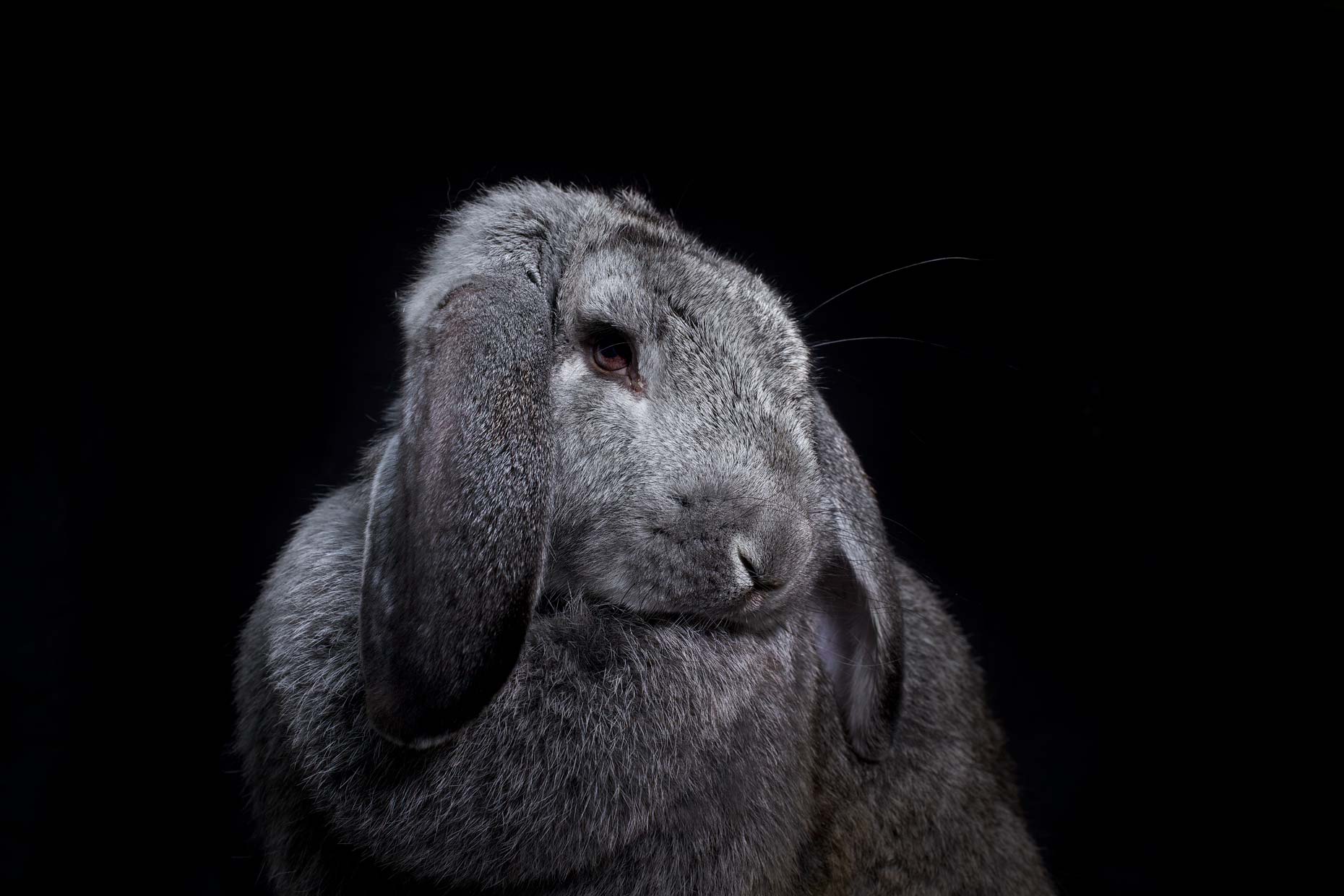 22-Rabbit.jpg