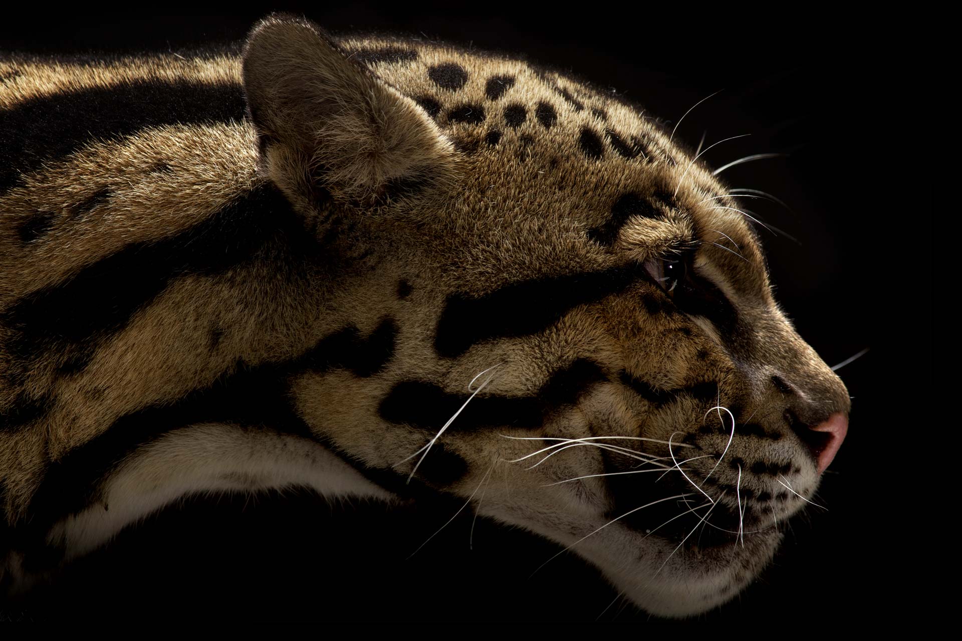 4-Musi_Clouded-Leopard.jpg