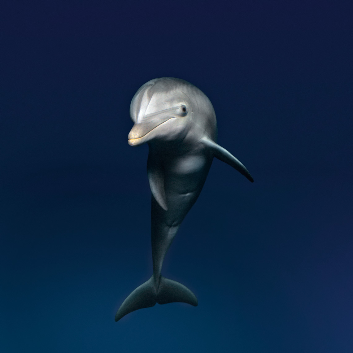 5-Dolphin_6.jpg