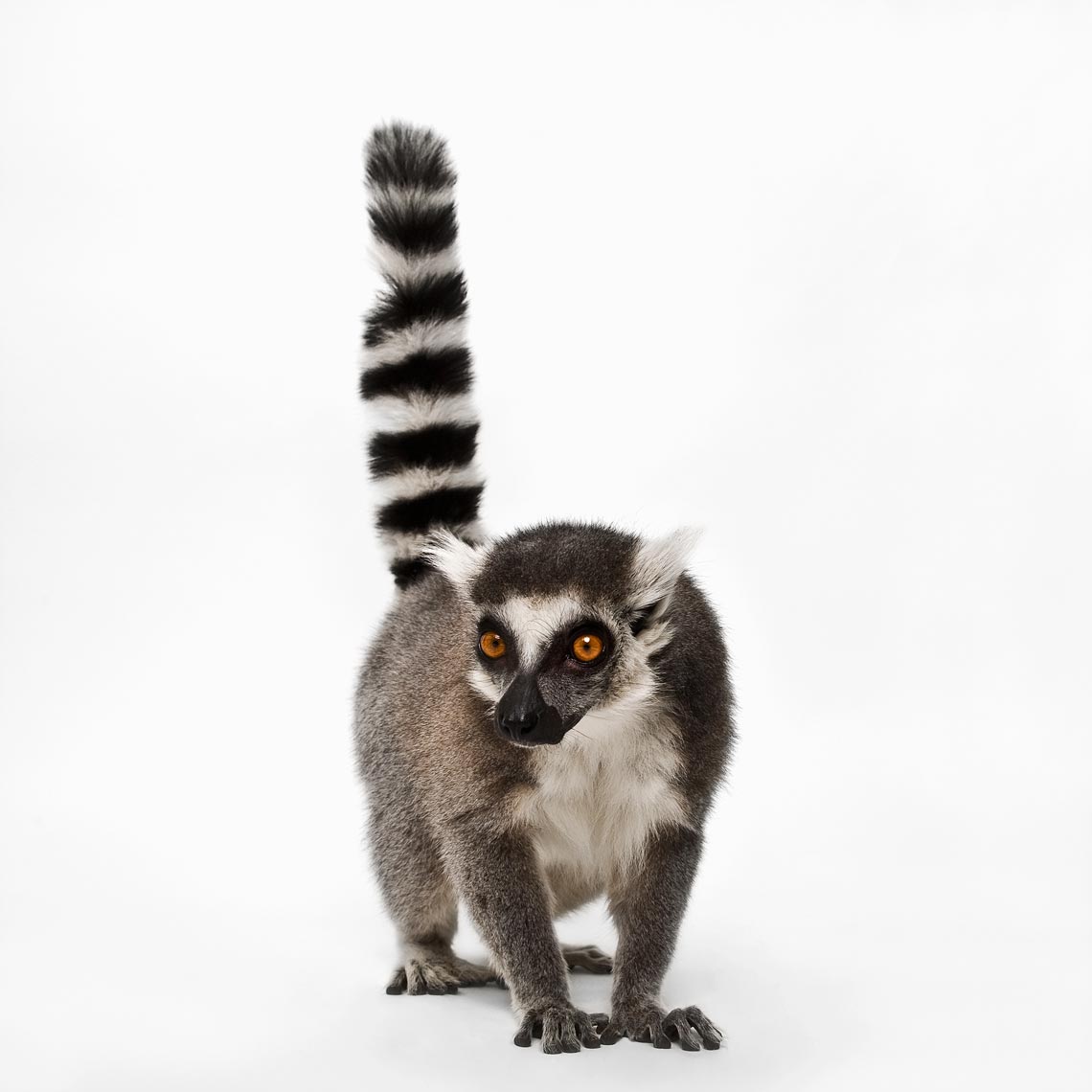 6-Lemur_8.jpg