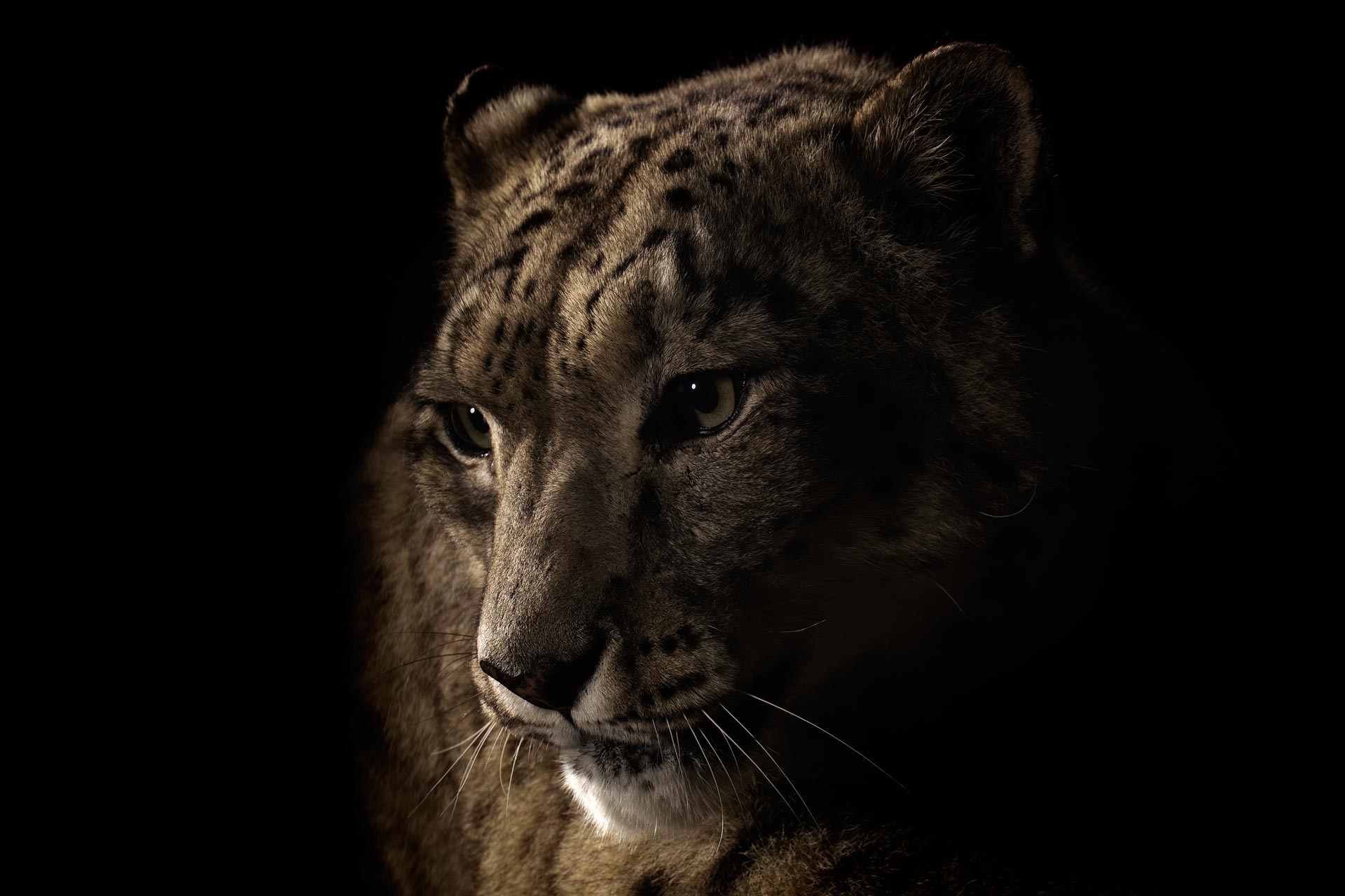 6-Musi_Snow-Leopard.jpg