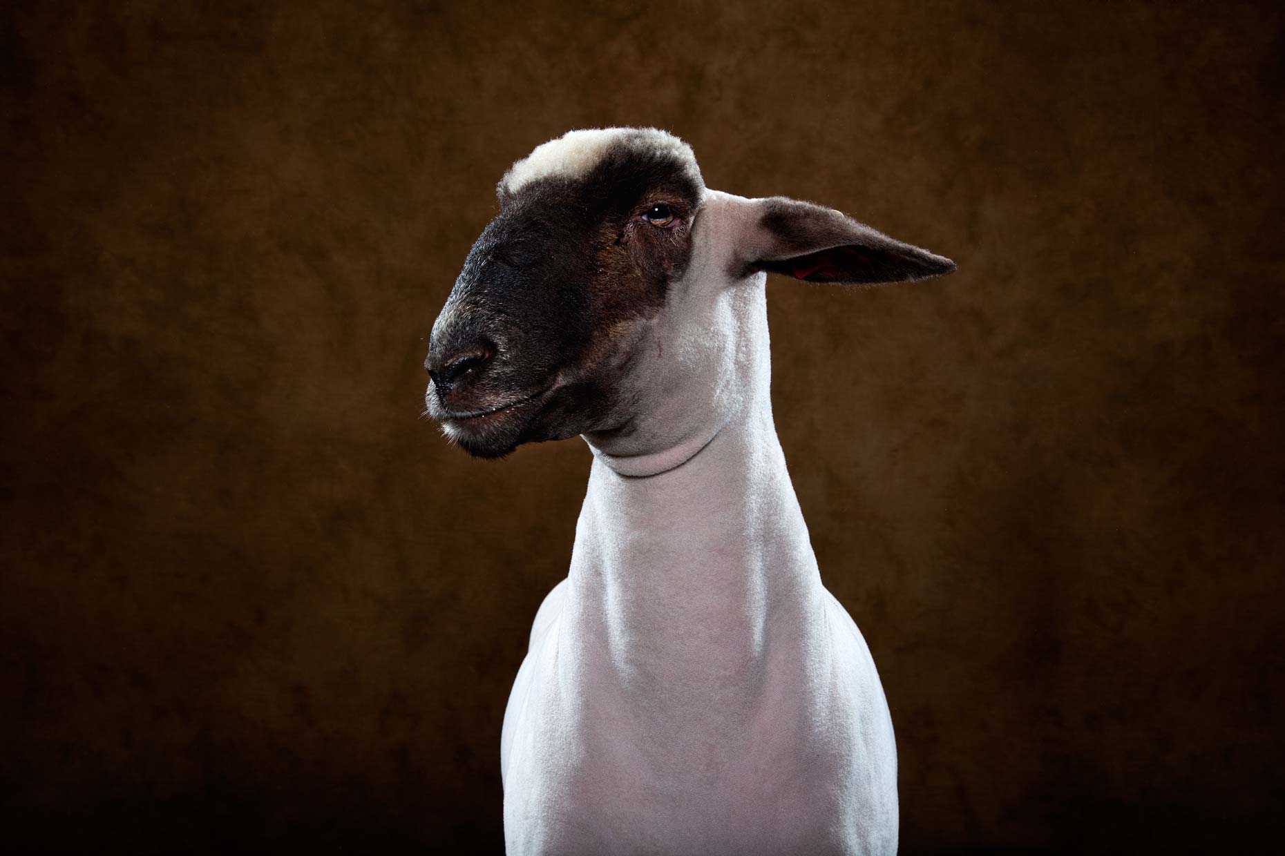 7-Sheep_08.jpg