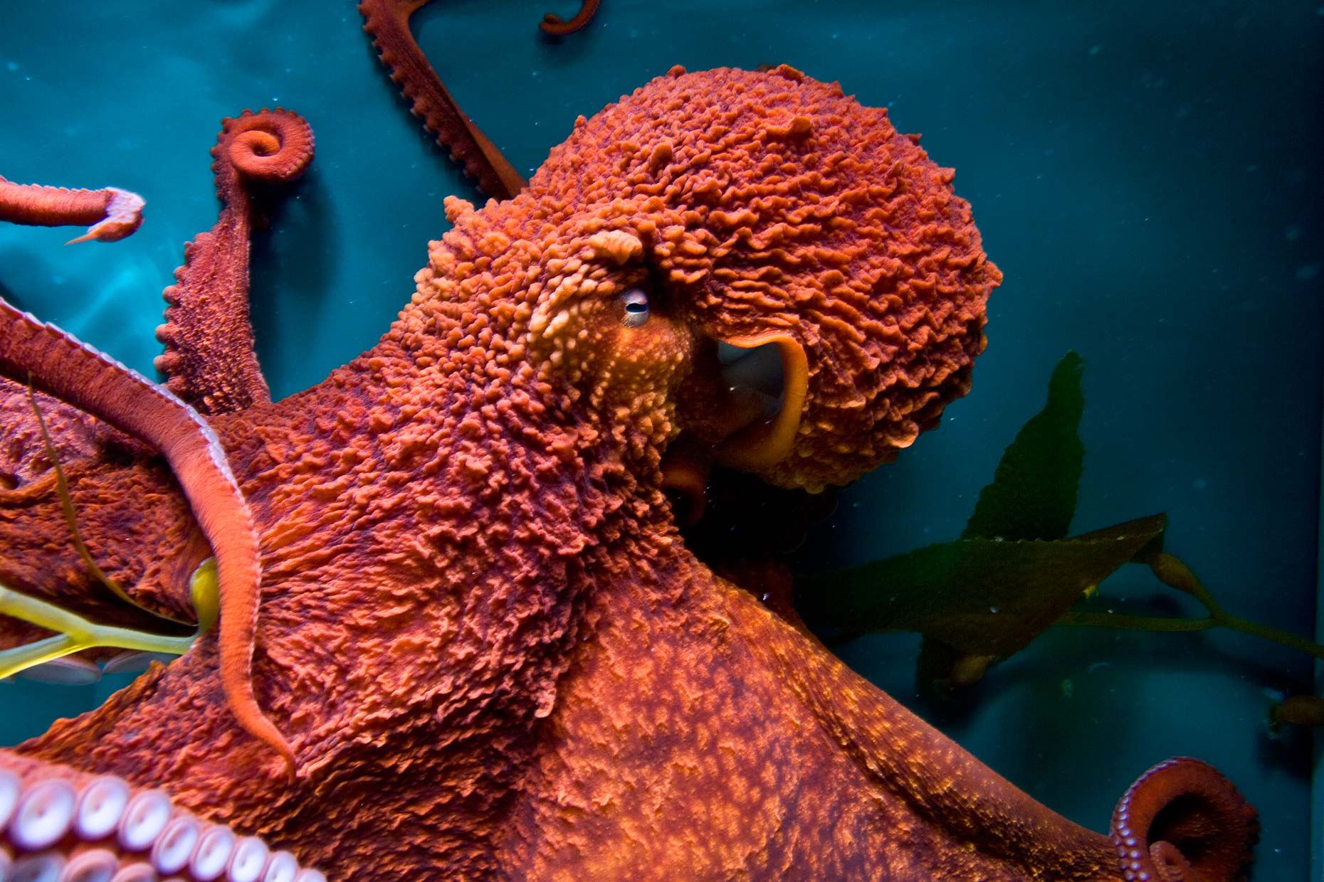 8-Octopus.jpg