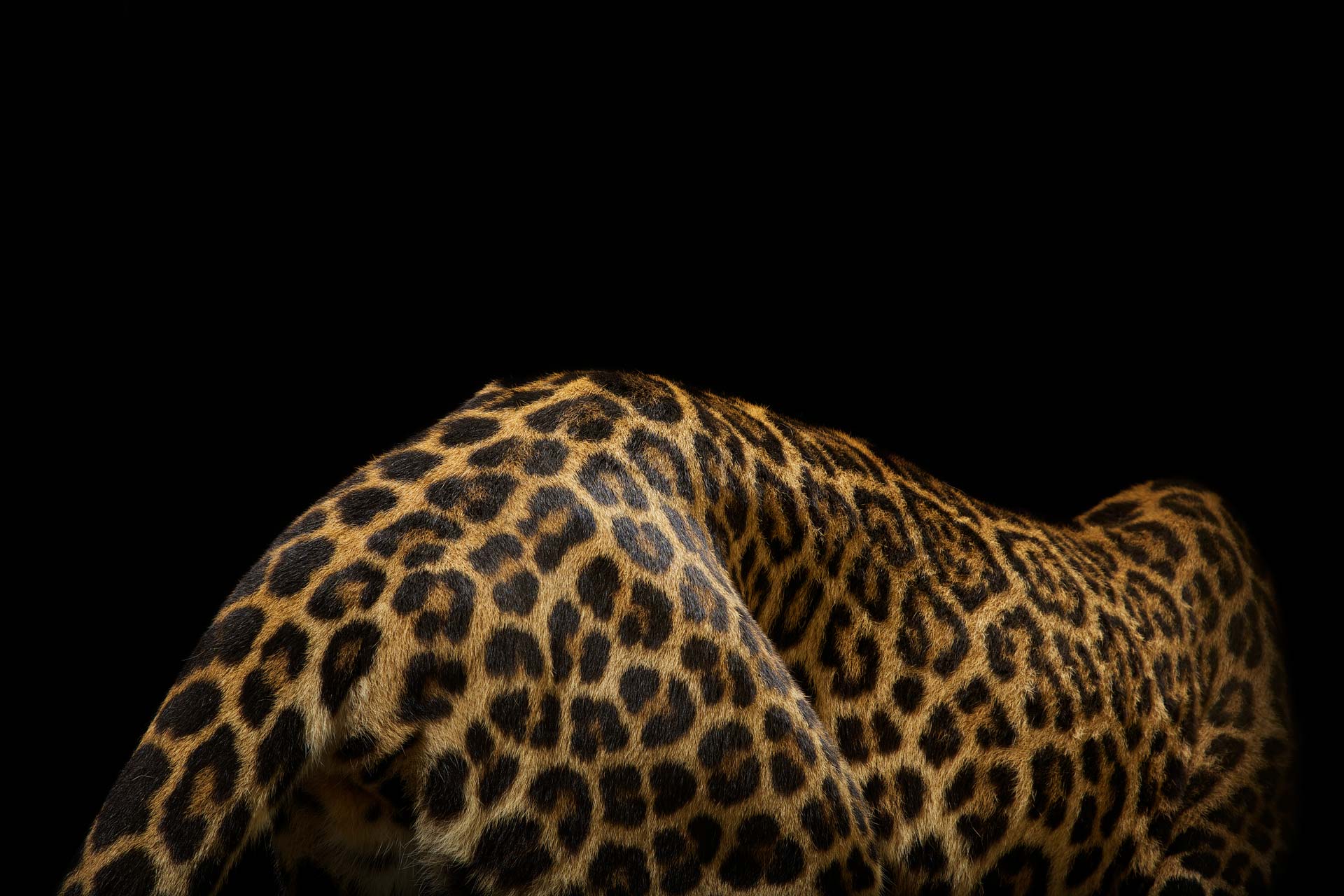 9-Musi_Leopard-Spots.jpg