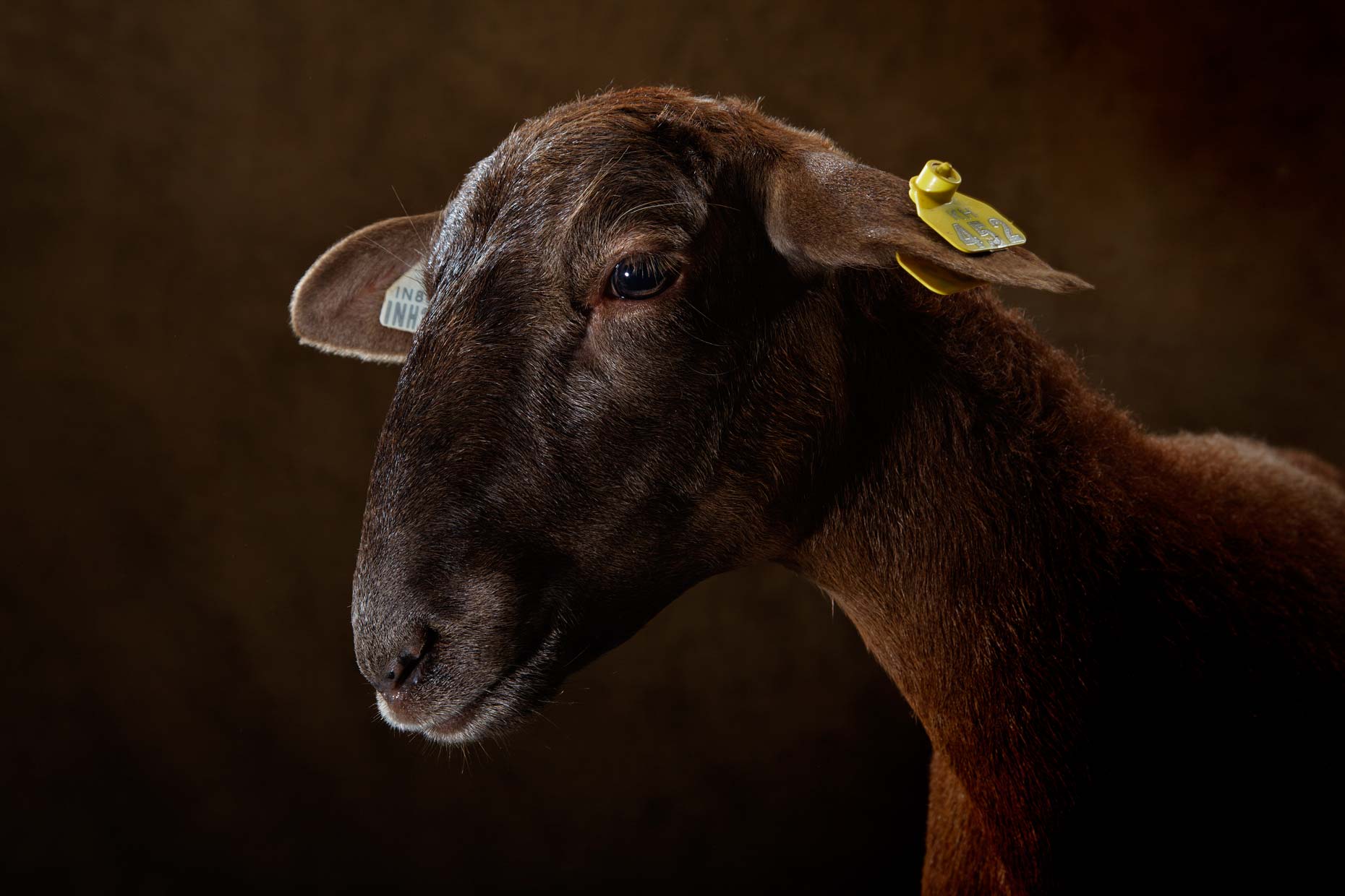 9-Sheep_10.jpg