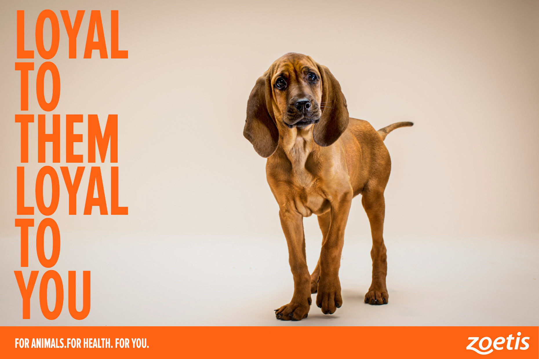 Dog-ad